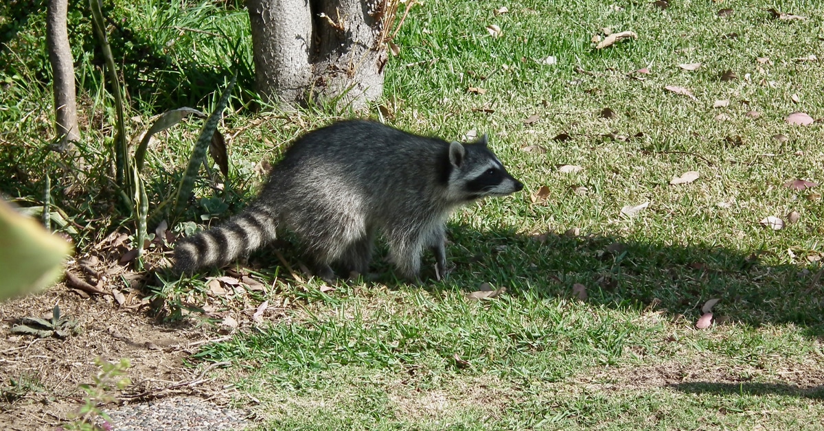 a raccoon walking on the grass