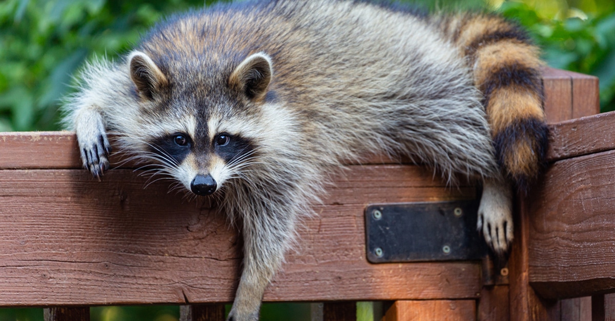 a raccoon sitting on a wooden bench