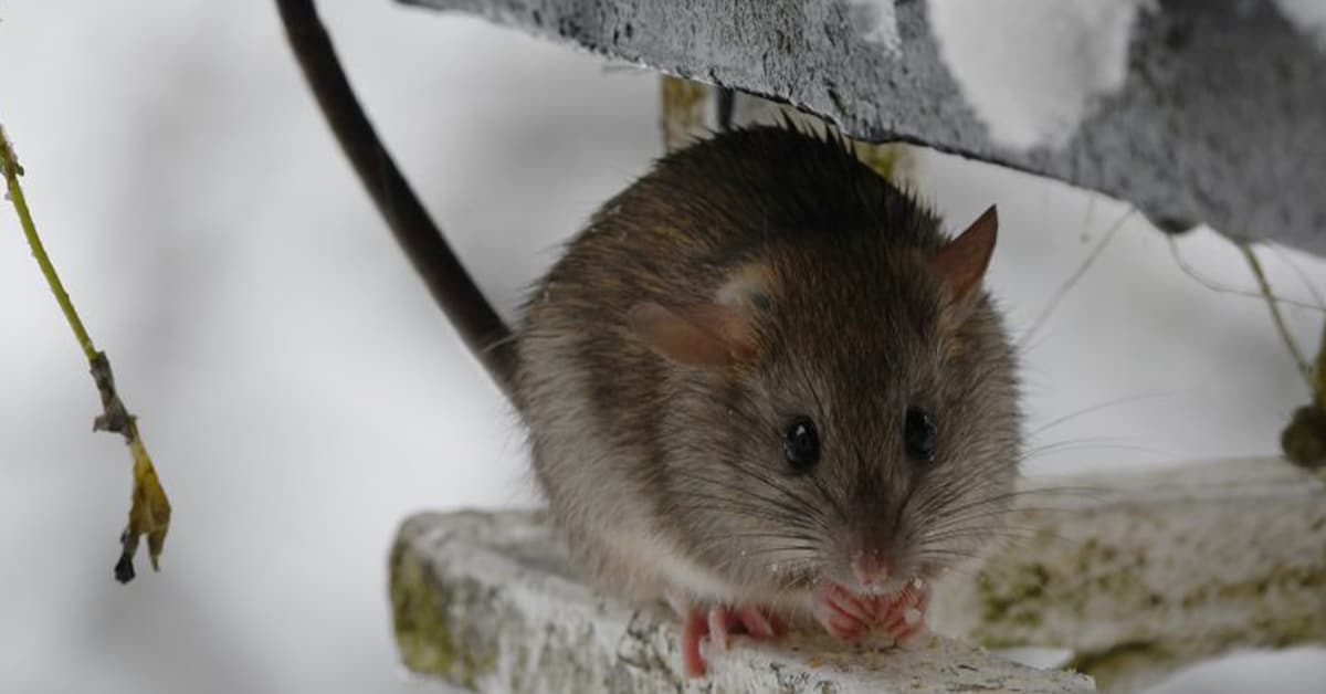 a rodent sitting on a branch