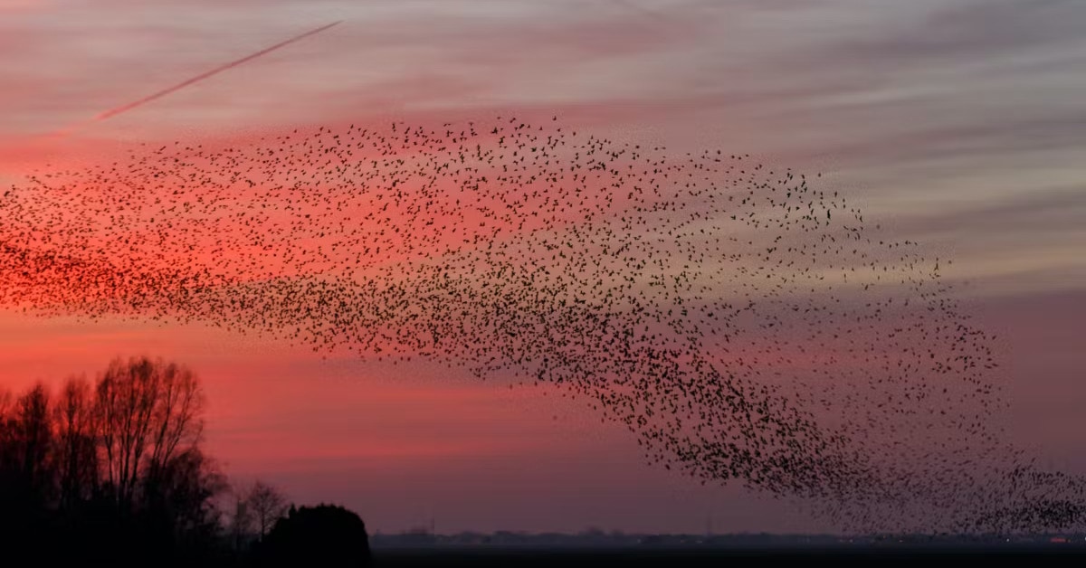 a sunset with birds