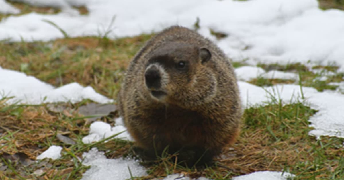 a rodent standing on a rock