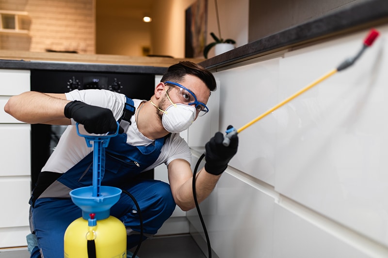 Pest Control in a Kitchen