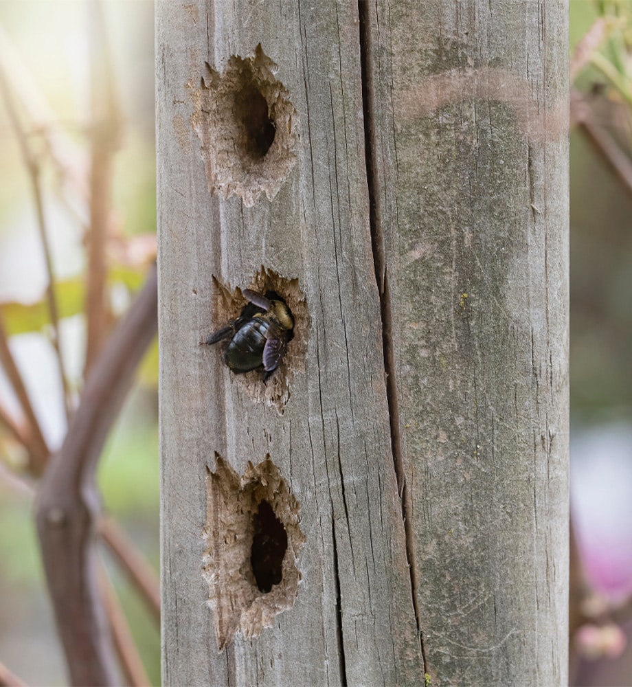 Carpenter Bees