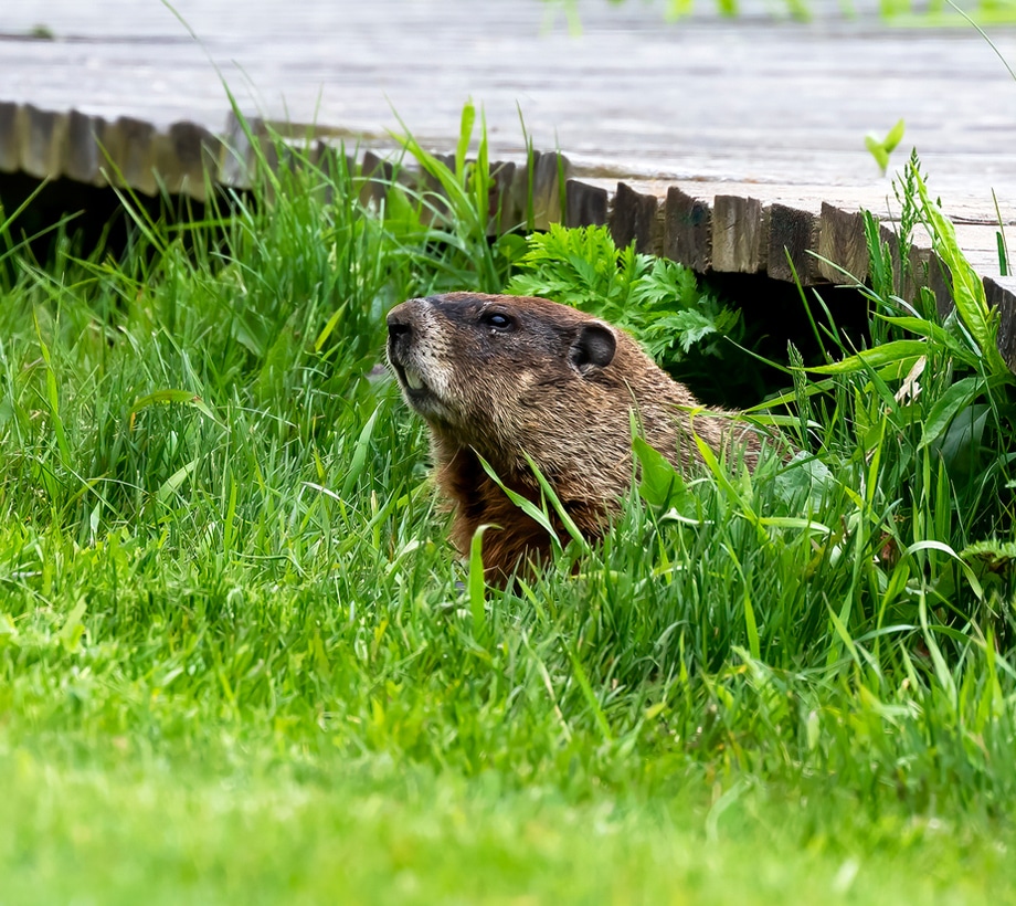 a rodent in a green field