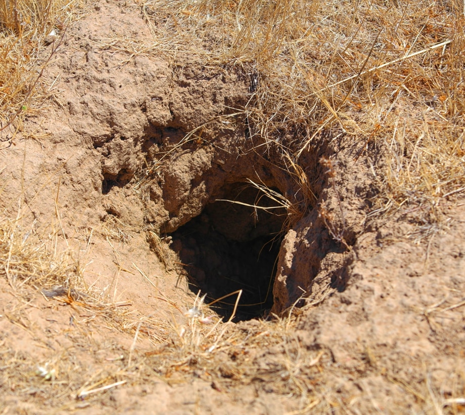 a pile of dry grass