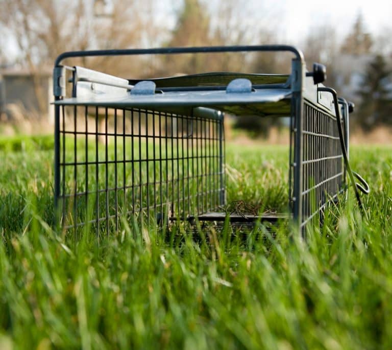 Humane Animal Control Near Me Michigan Creature Control