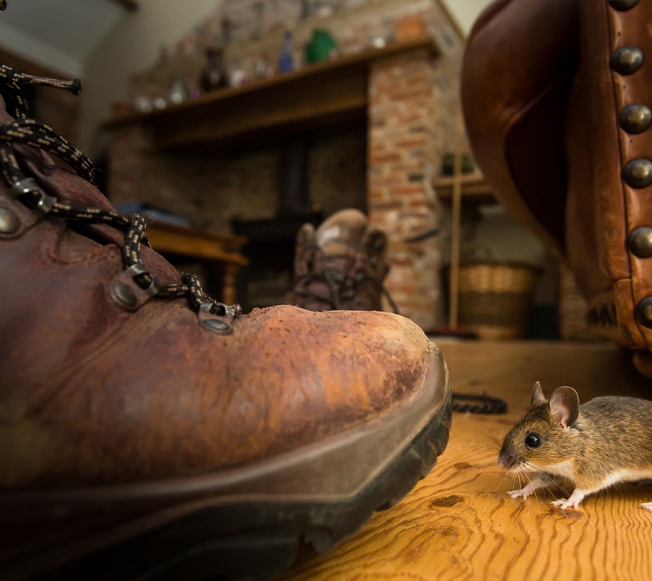 mouse close to shoe