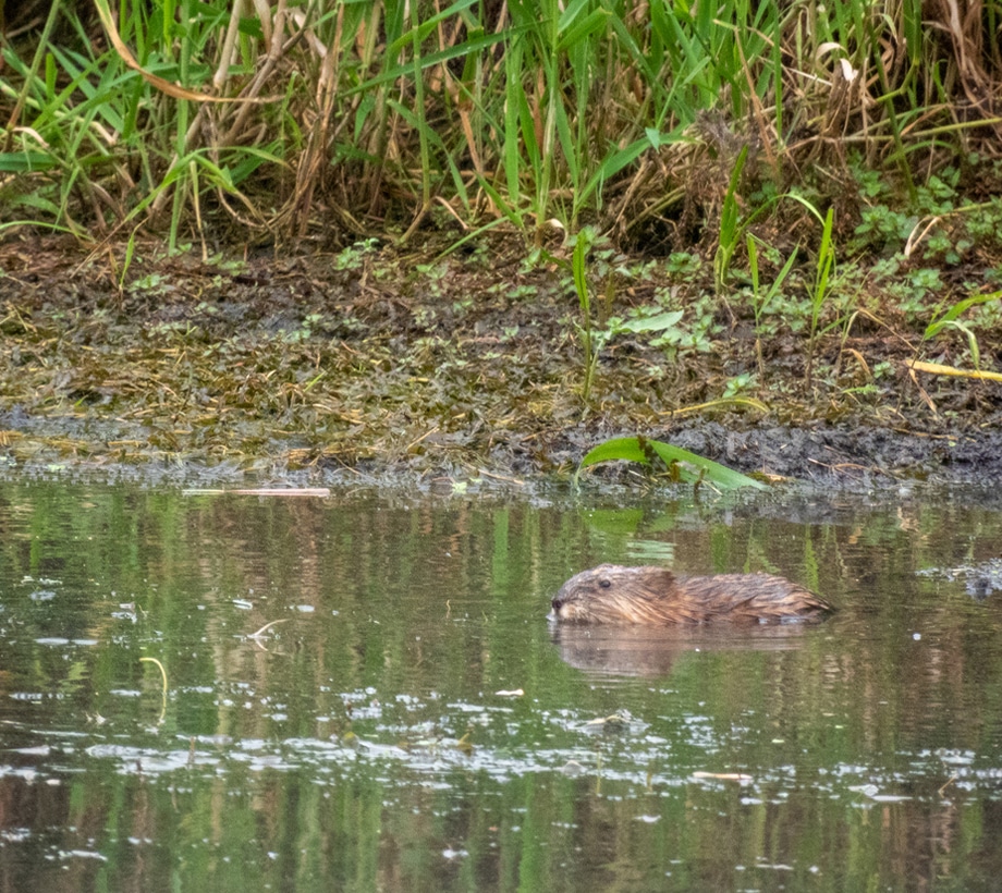 a brown bear swimming in a body of water