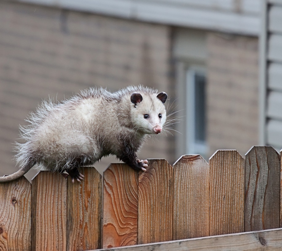 Michigan Wildlife Removal  Opossum Trapping Services