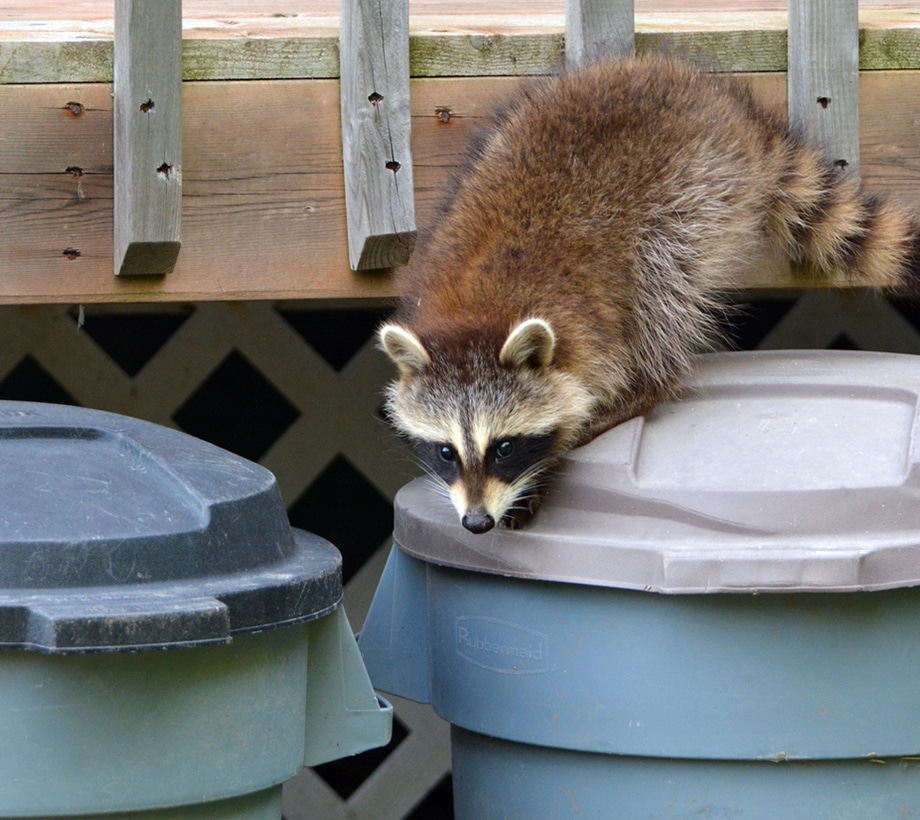 raccoon close to a trash can