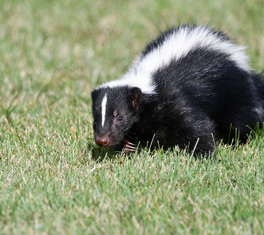 a small animal in a grassy field