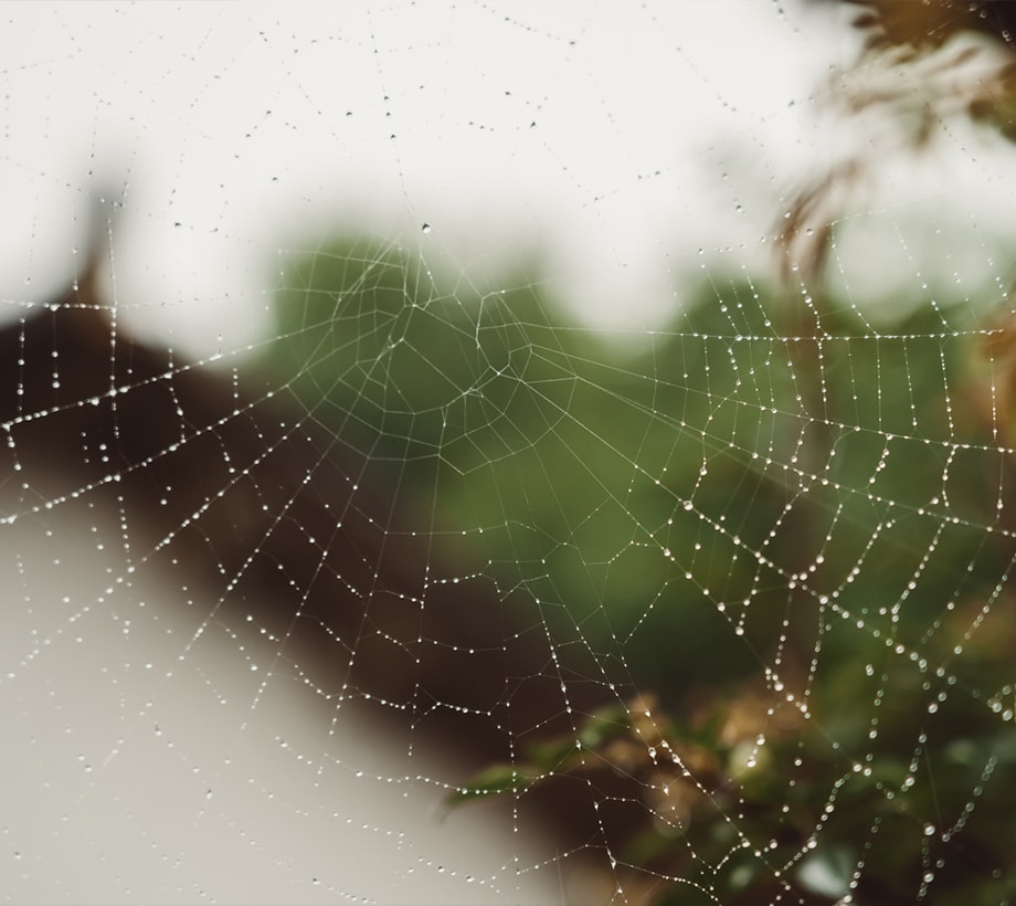 spider web