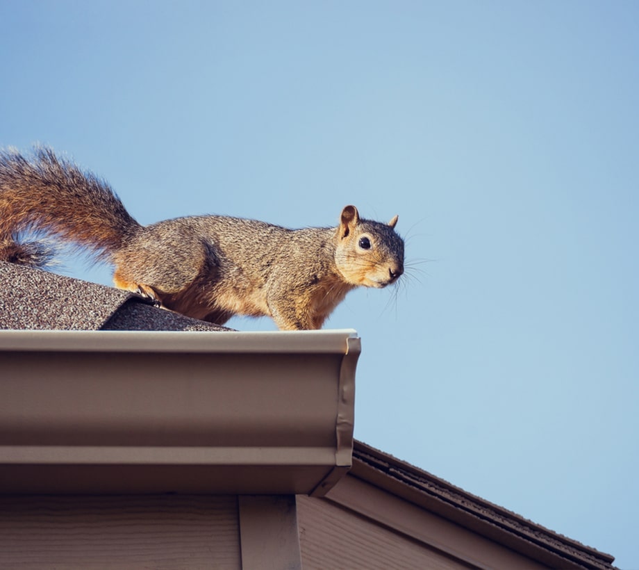 a squirrel sitting on top of a roof