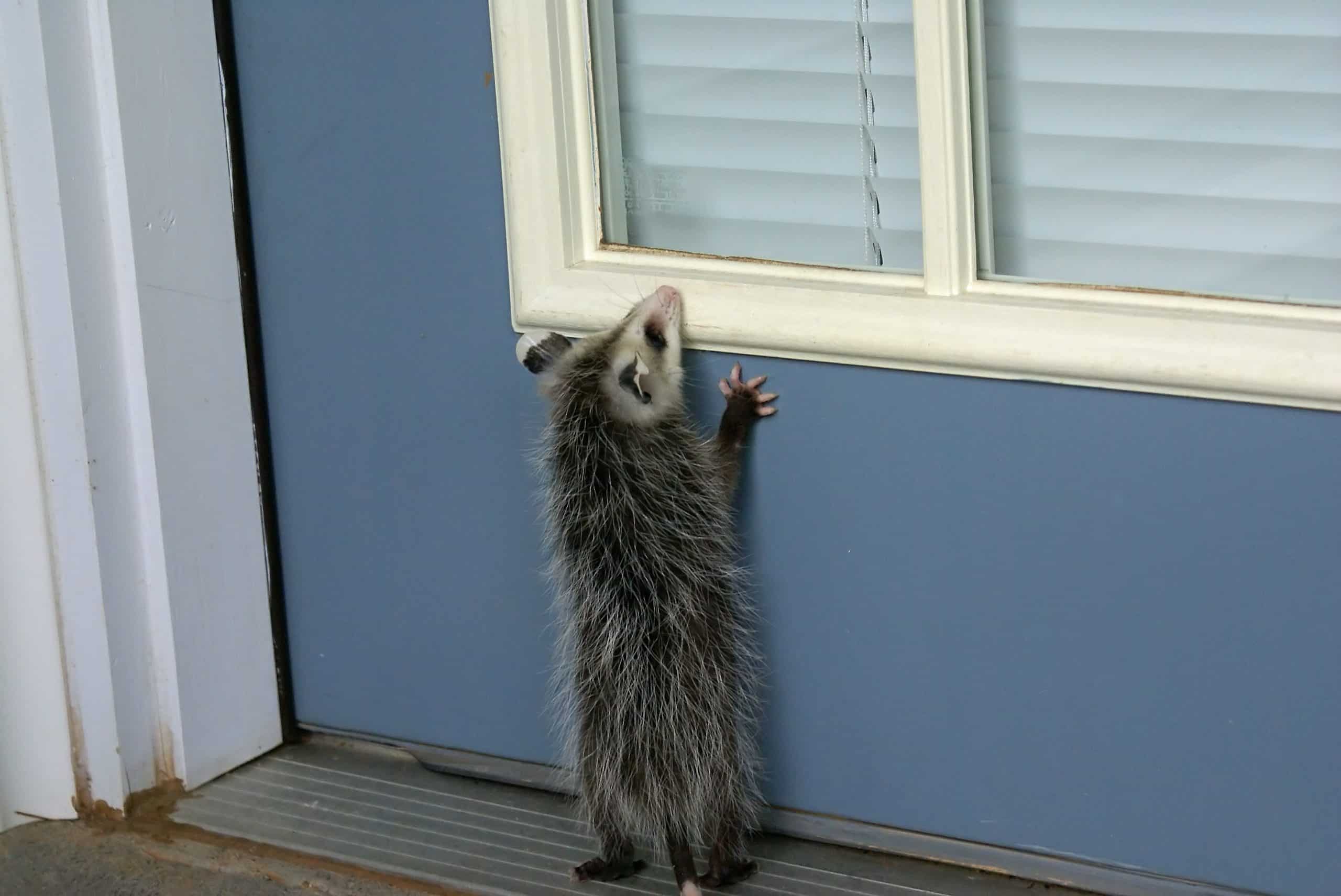 a squirrel standing in front of a window