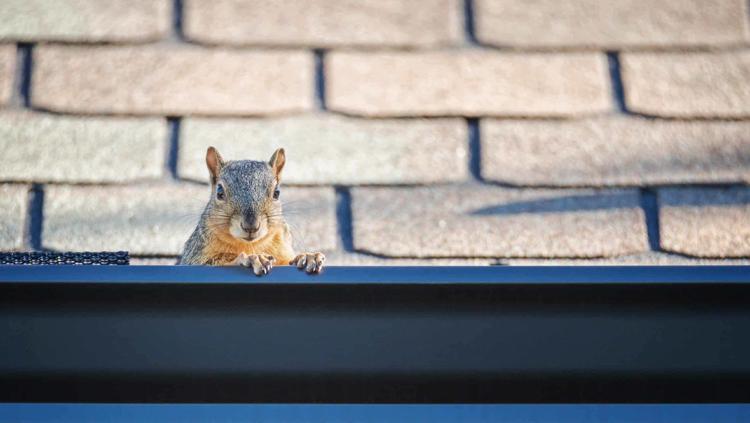 Squirrel peeking out from the gutter edge on the roof