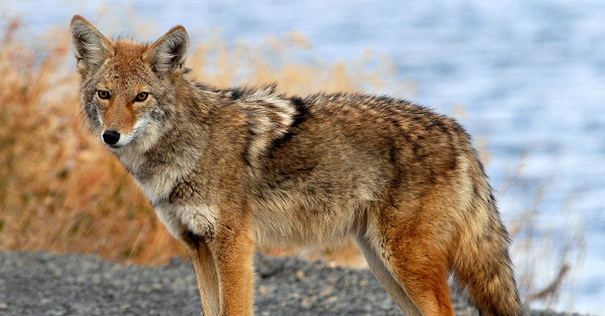 How to Tell the Difference Between a Wolf and a Coyote