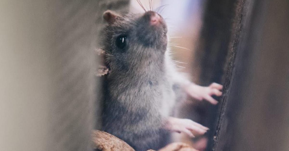 How to Tell If the Noises I'm Hearing are Rodents? - Creature Control