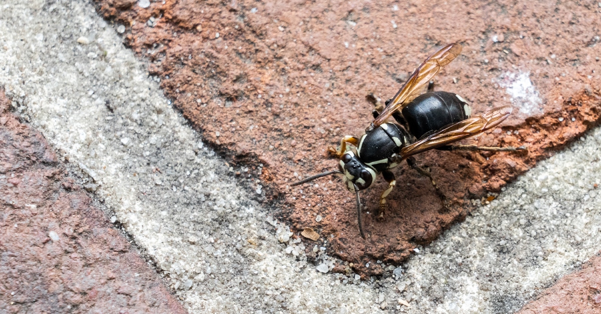 a insect on the ground