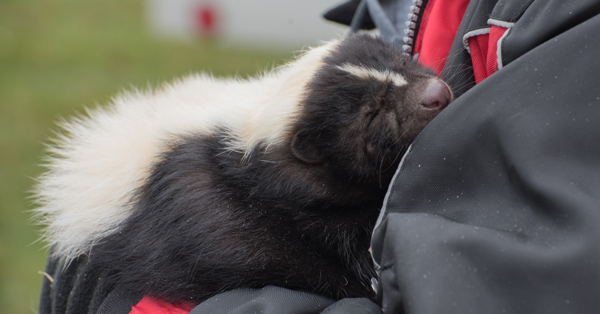 opossum sleeping