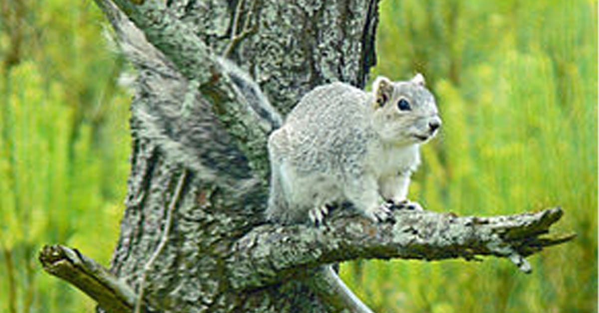 a squirrel standing on a branch