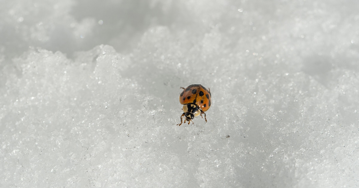 ladybug