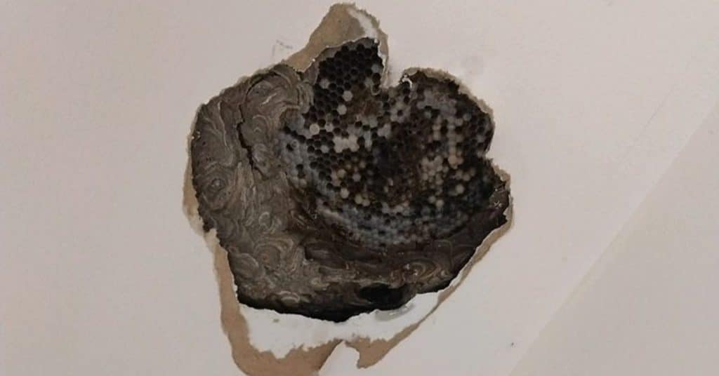 Yellow Jacket Removal Ypsilanti Creature Control