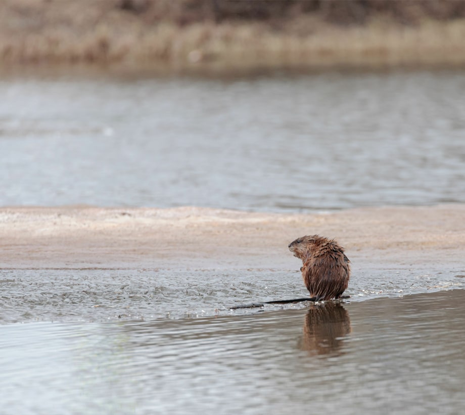 a bird swimming in water