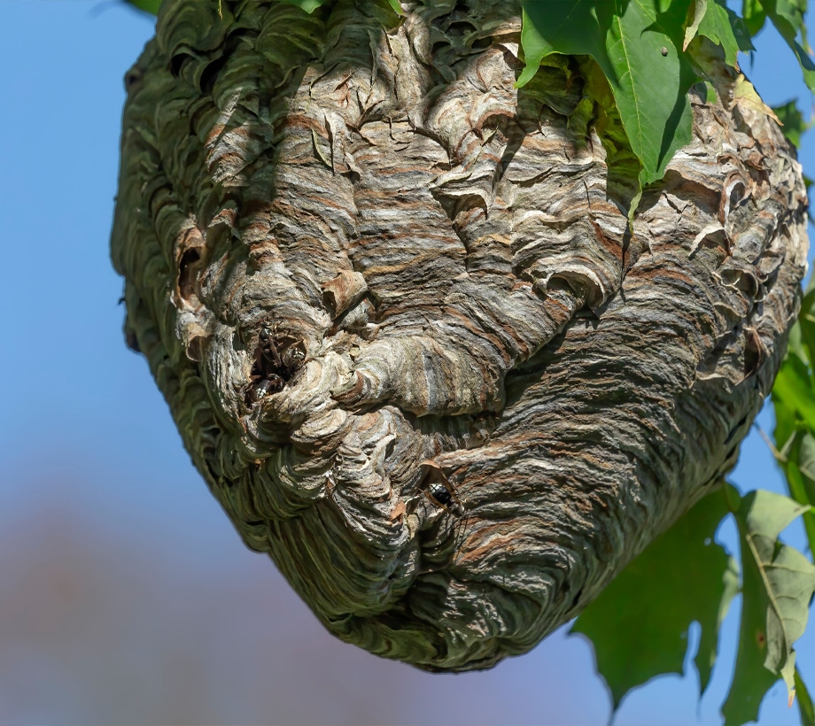 a close up of a nest