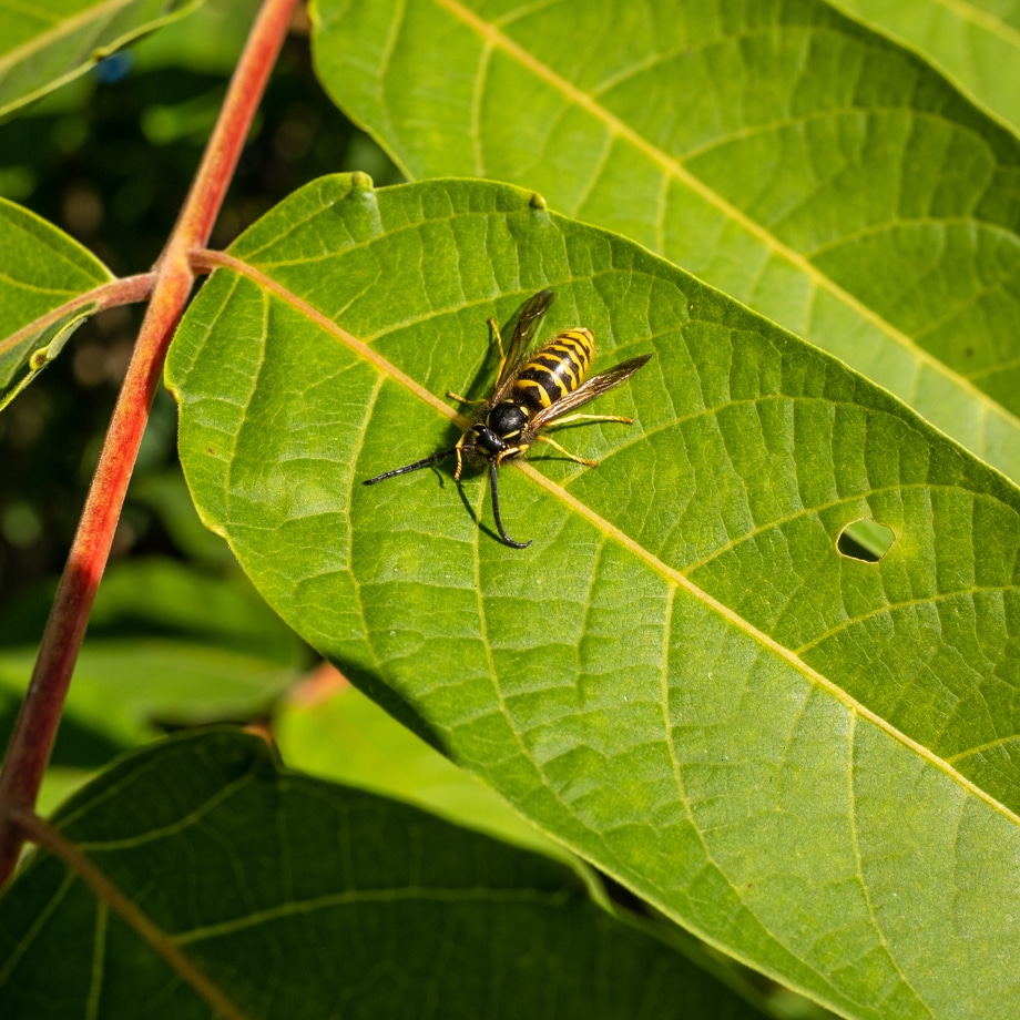 a close up of a green plant with an insect