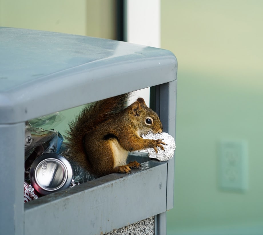 a squirrel sitting in a box