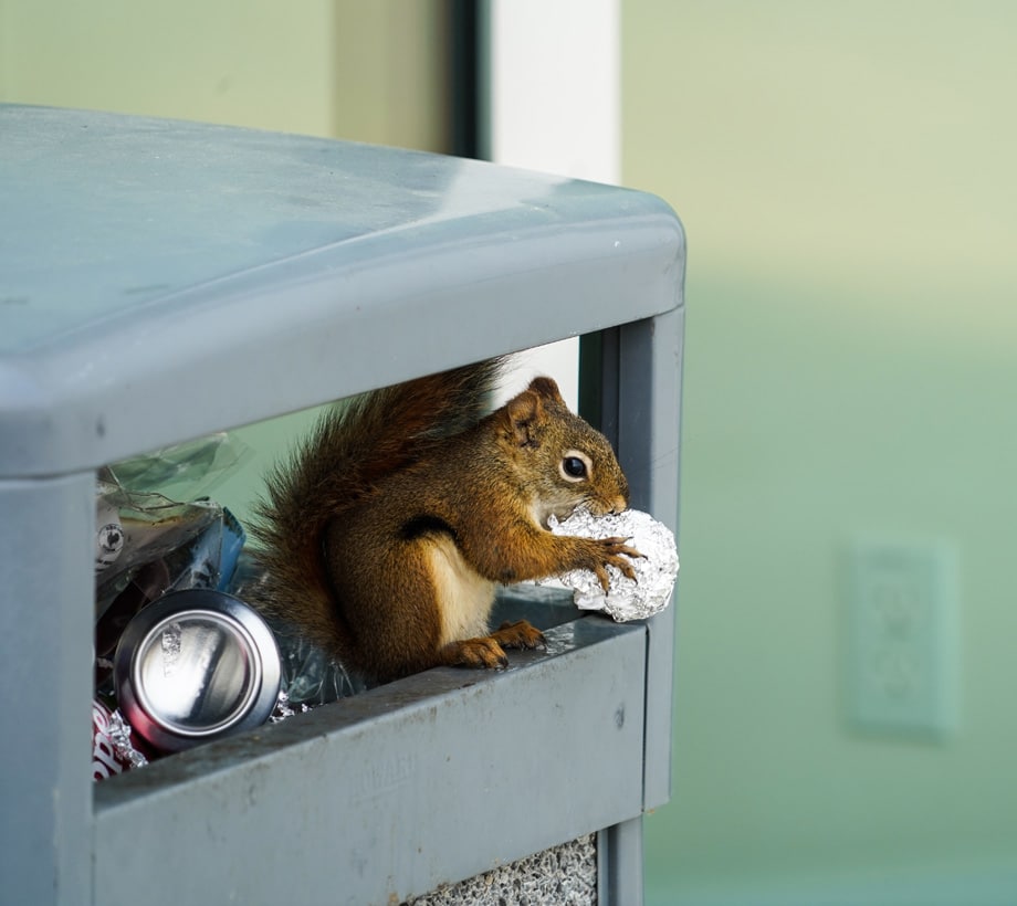 a squirrel eating from trash