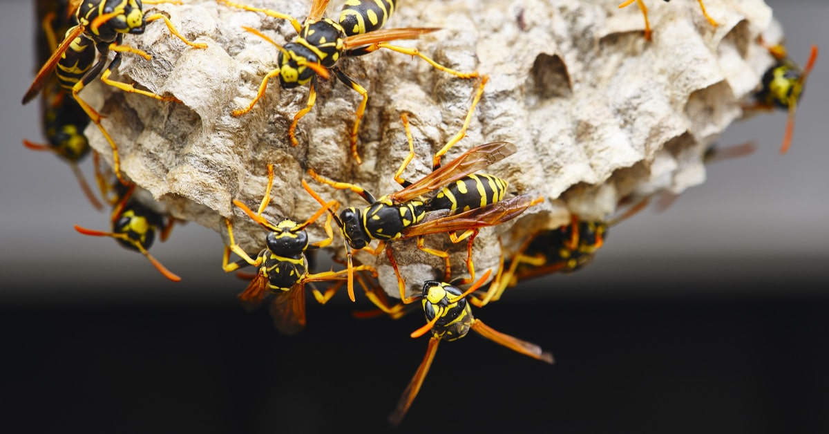 a close up of a nest