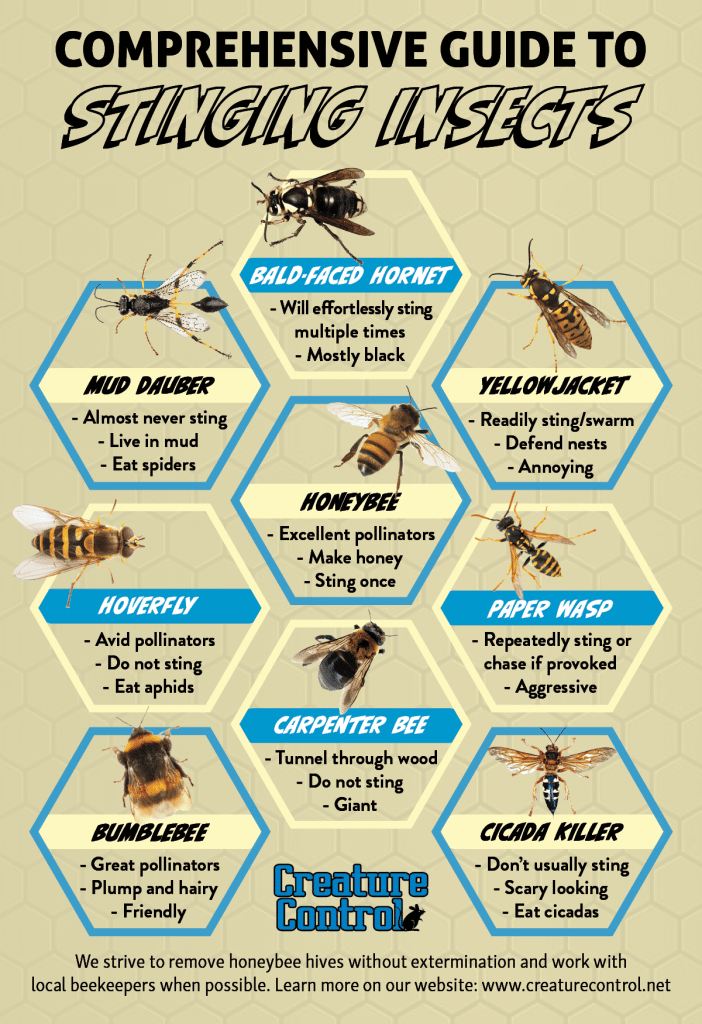 Learn How to Distinguish Stinging Insects with Help from Our Handy