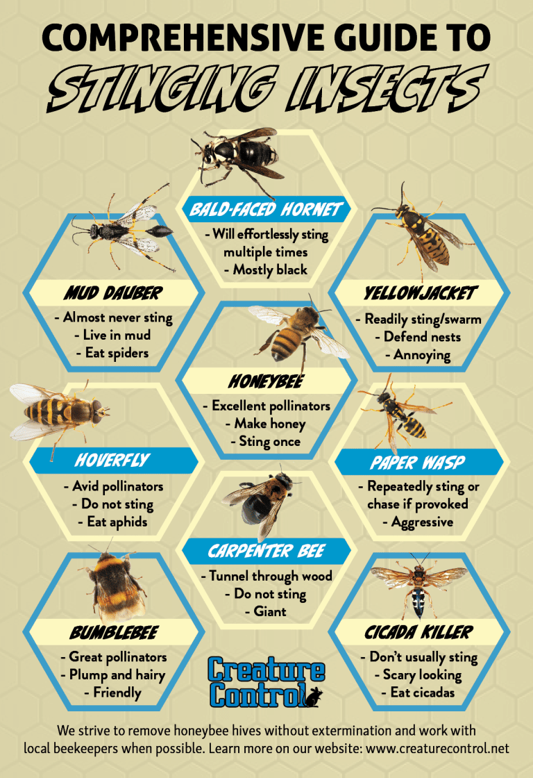 Learn How to Distinguish Stinging Insects with Help from Our Handy