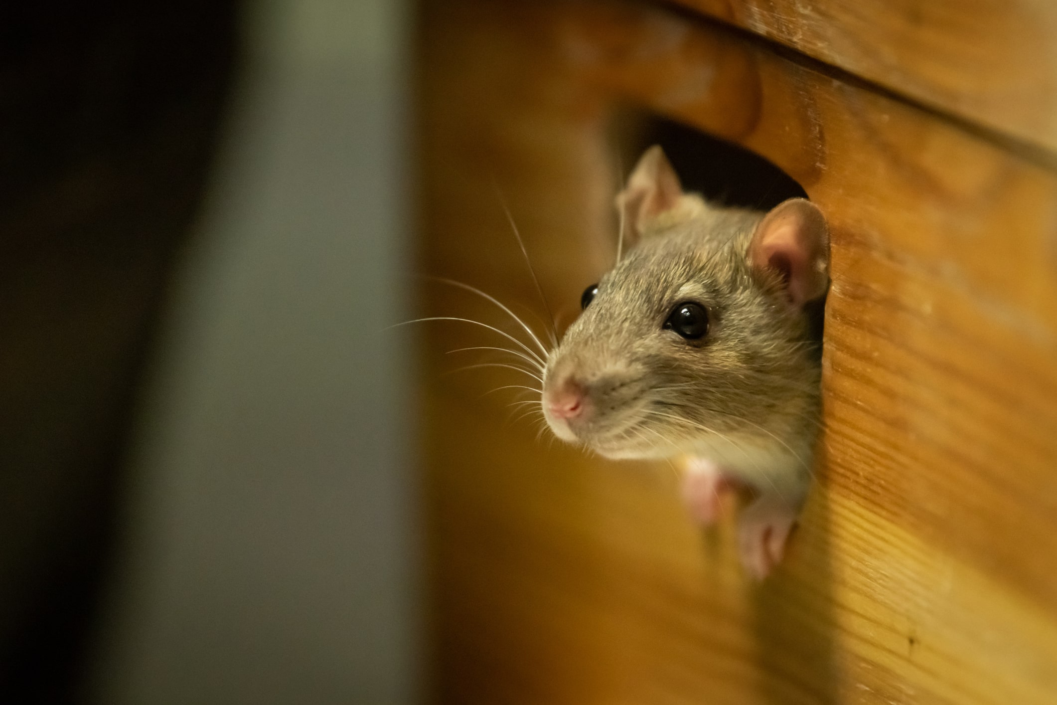 A rat pokes its head out of a hole in the wall.