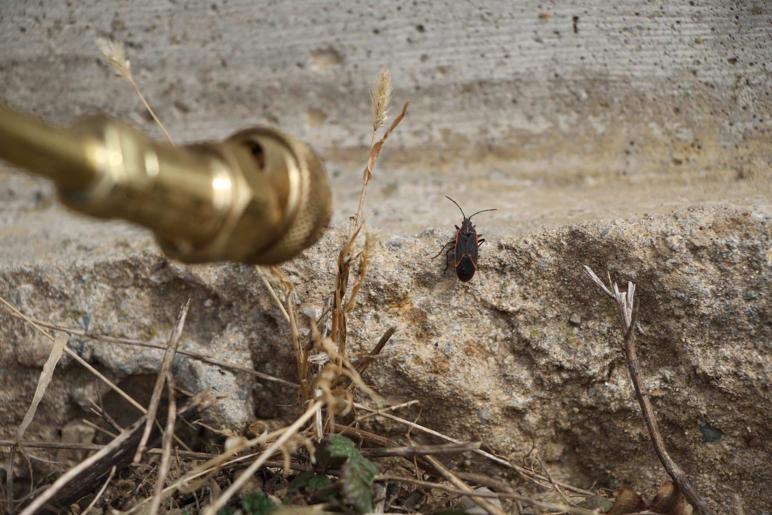 Box Elder Bug and sprayer Nozzle