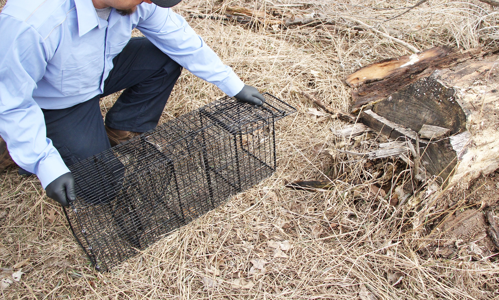 Trap setup for Raccoons