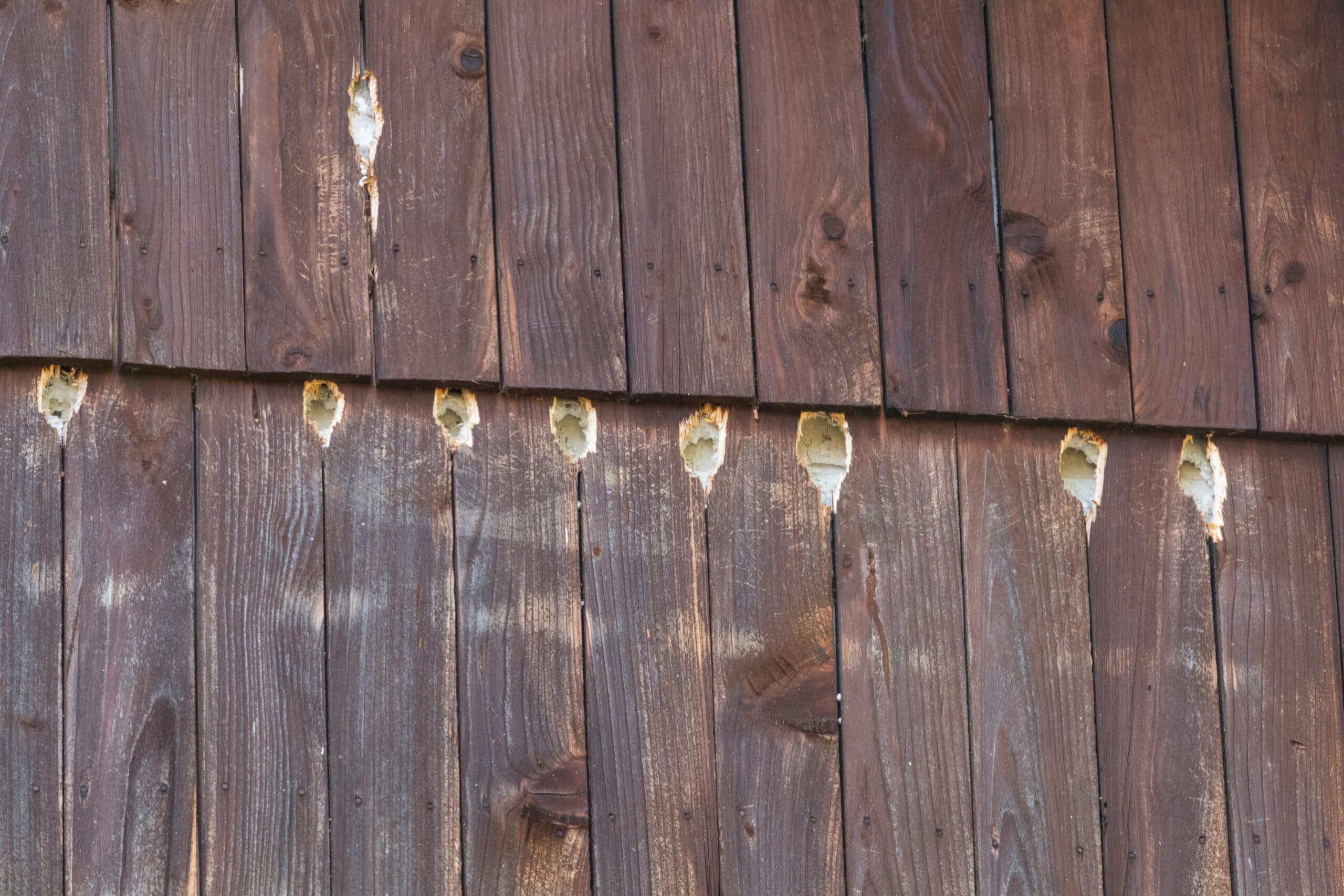 Woodpecker damaged facade of the house