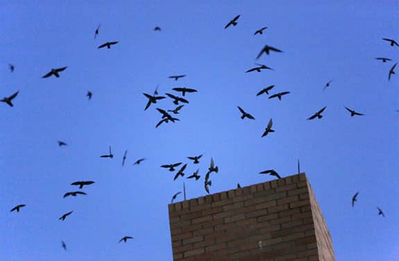 a flock of seagulls flying in the air