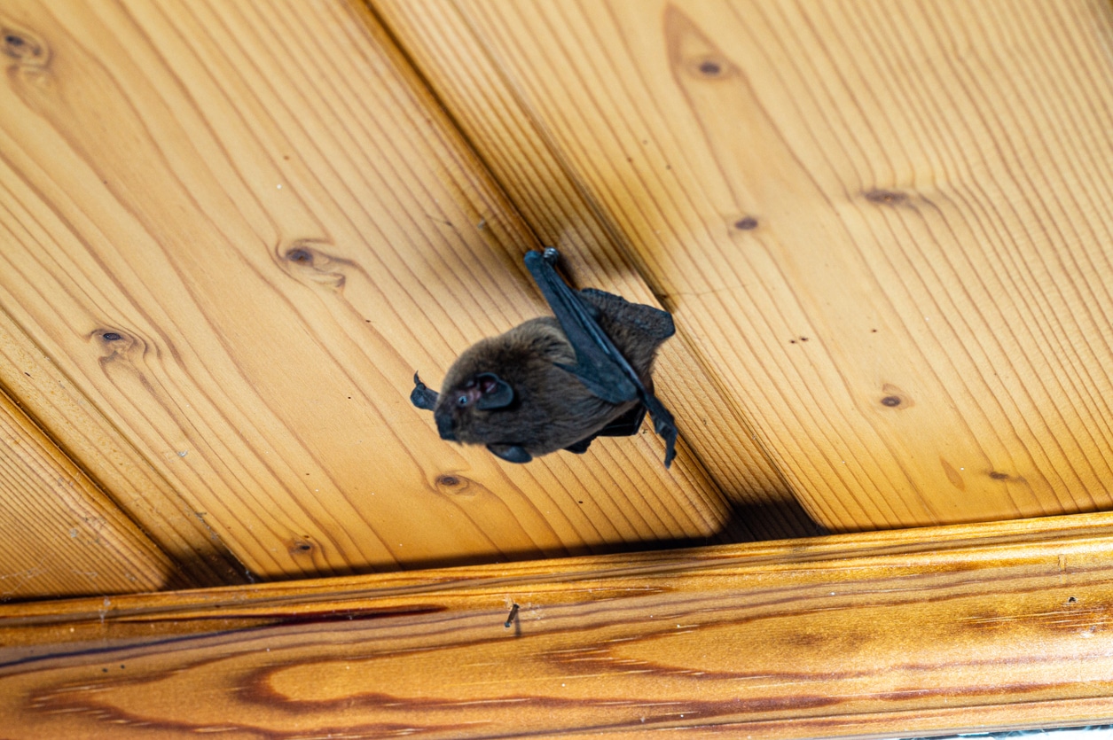 A bat hangs upside down from a well-crafted wooden ceiling.