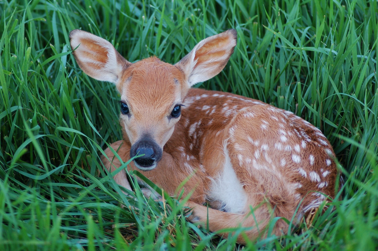 A baby deer sits curled up, alone, in a patch of grass.