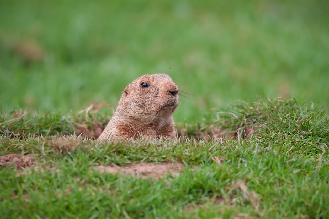 A groundhog pokes his head out of the well-thawed ground, disrupting an otherwise beautiful lawn.