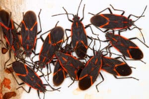 Boxelder beetle