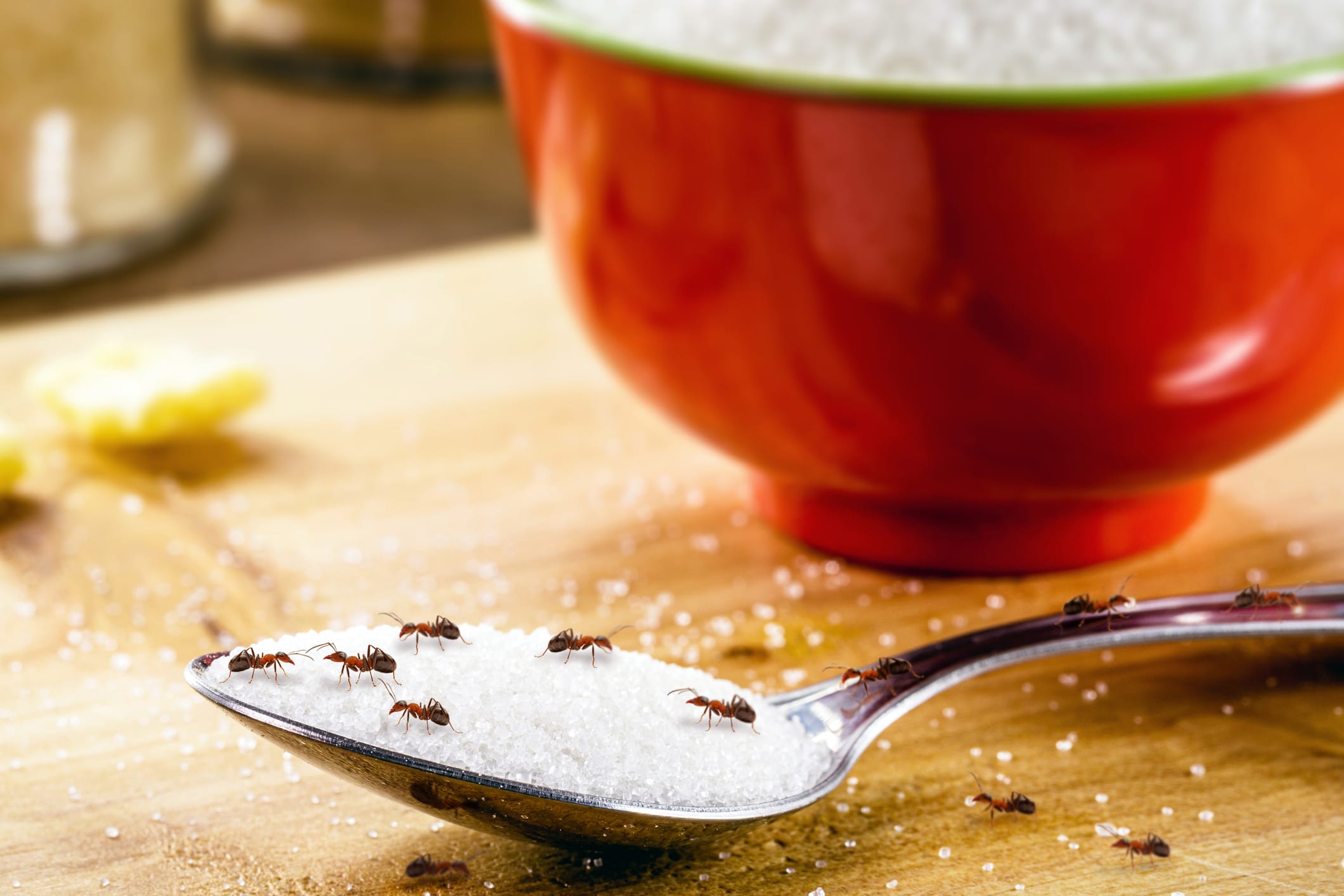 An ant infestation takes over a kitchen as ants flock to a spoonful of sugar sitting in front of a bowl.