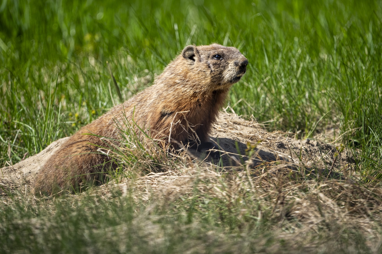 A groundhog emerges from a burrow and peers out across a yard.