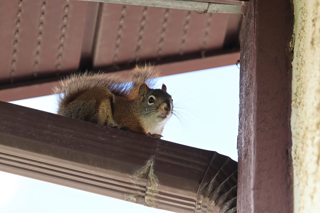 a squirrel on a wooden bench