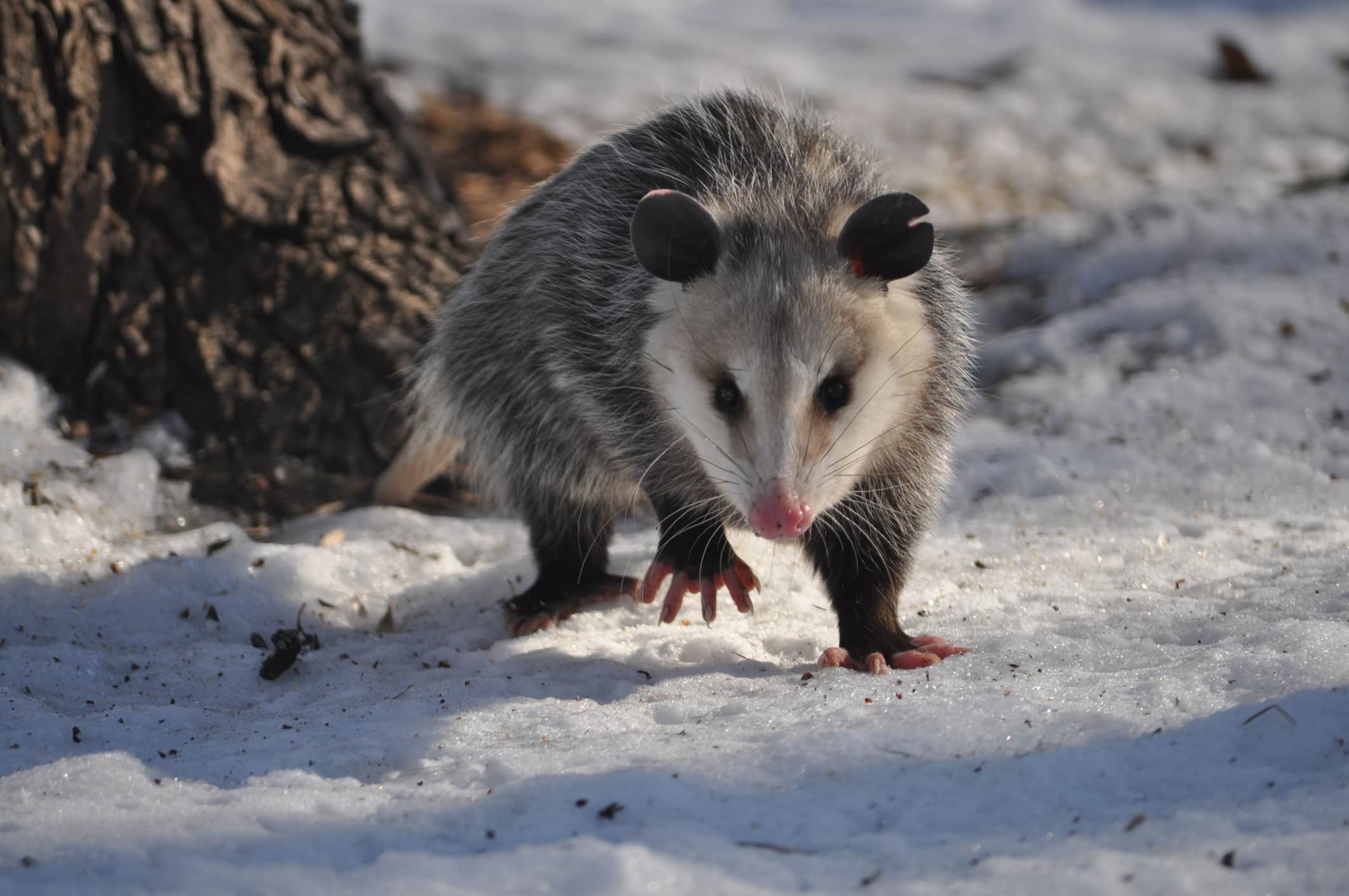 A possum in the snow looks for a new place to live.