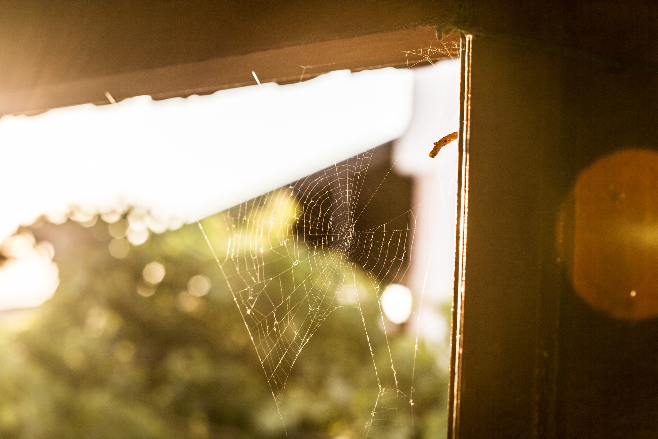 A spider web sits in the corner of some eaves inside a home.