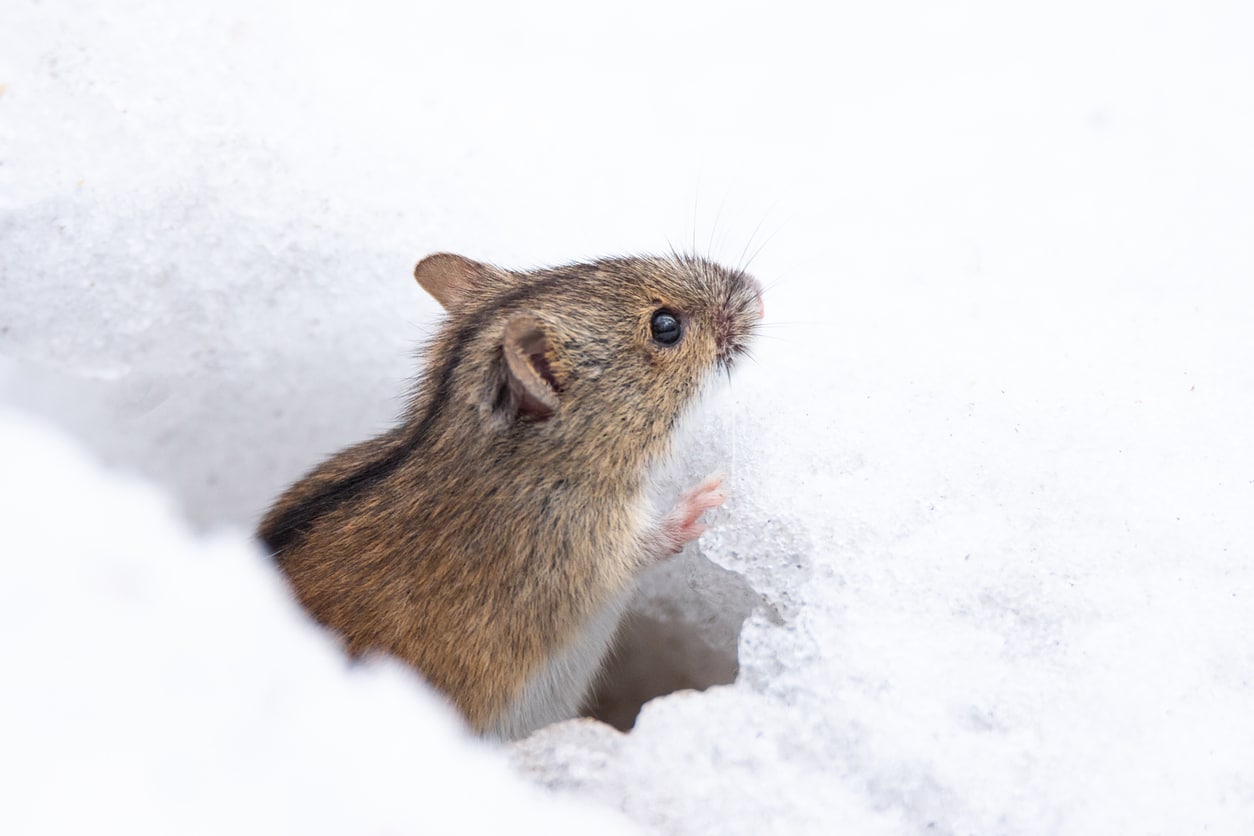 A mouse in a pile of snow looks for a safe place to eat, sleep, and get out of the cold.