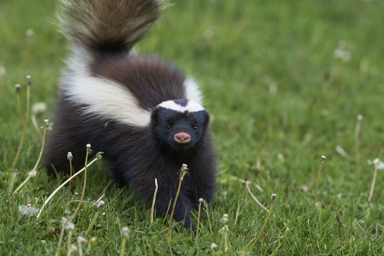 A skunk in a grassy yard searches for a mate.